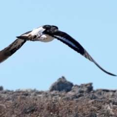 Haematopus longirostris at Houtman Abrolhos, WA - suppressed