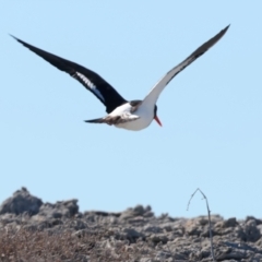 Haematopus longirostris at Houtman Abrolhos, WA - suppressed