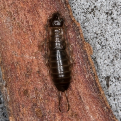 Forficula auricularia (European Earwig) at Melba, ACT - 21 Aug 2024 by kasiaaus