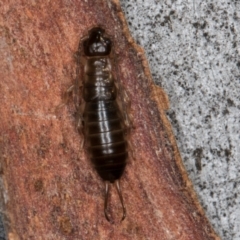 Forficula auricularia at Melba, ACT - 21 Aug 2024 01:29 PM