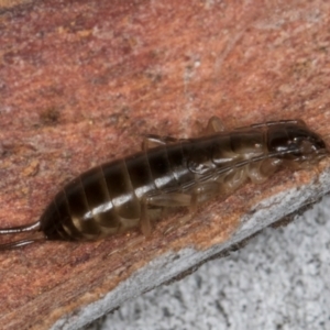 Forficula auricularia at Melba, ACT - 21 Aug 2024