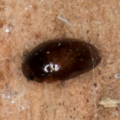 Unverified Beetle (Coleoptera) at Melba, ACT - 21 Aug 2024 by kasiaaus