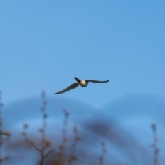 Falco cenchroides (Nankeen Kestrel) at Wallaroo, NSW - 21 Aug 2024 by Jek