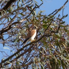 Falco cenchroides at Wallaroo, NSW - 22 Aug 2024