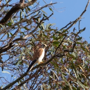 Falco cenchroides at Wallaroo, NSW - 22 Aug 2024