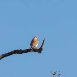 Falco cenchroides at Wallaroo, NSW - 22 Aug 2024