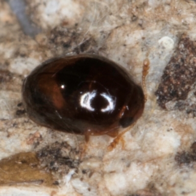 Phalacridae (family) (Shining flower beetle) at Melba, ACT - 21 Aug 2024 by kasiaaus