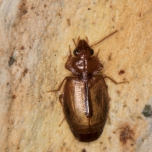 Agonocheila sp. (genus) at Melba, ACT - 21 Aug 2024