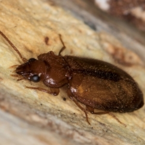 Agonocheila sp. (genus) at Melba, ACT - 21 Aug 2024