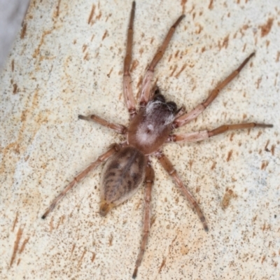 Intruda signata (Ground spider) at Melba, ACT - 21 Aug 2024 by kasiaaus