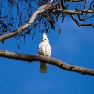 Cacatua sanguinea at Wallaroo, NSW - 22 Aug 2024