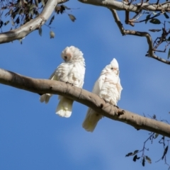 Cacatua sanguinea at Wallaroo, NSW - 22 Aug 2024