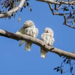 Cacatua sanguinea at Wallaroo, NSW - 22 Aug 2024