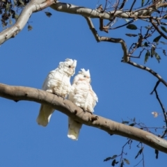 Cacatua sanguinea at Wallaroo, NSW - 22 Aug 2024