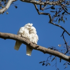 Cacatua sanguinea at Wallaroo, NSW - 22 Aug 2024