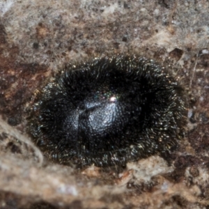 Coccinellidae (family) at Melba, ACT - 21 Aug 2024