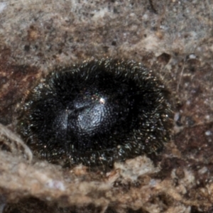 Coccinellidae (family) at Melba, ACT - 21 Aug 2024