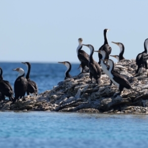 Phalacrocorax varius at Houtman Abrolhos, WA - 18 Apr 2024