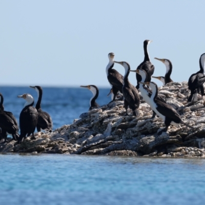 Phalacrocorax varius (Pied Cormorant) at Houtman Abrolhos, WA - 18 Apr 2024 by jb2602