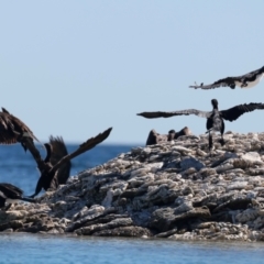 Phalacrocorax varius at Houtman Abrolhos, WA - 18 Apr 2024