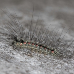 Anestia (genus) (A tiger moth) at Melba, ACT - 21 Aug 2024 by kasiaaus