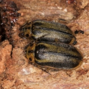 Xanthogaleruca luteola at Melba, ACT - 21 Aug 2024