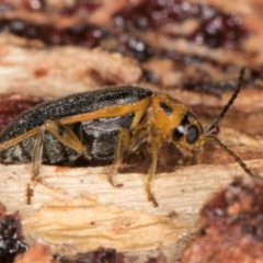 Xanthogaleruca luteola at Melba, ACT - 21 Aug 2024