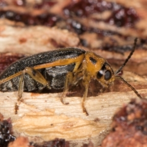 Xanthogaleruca luteola at Melba, ACT - 21 Aug 2024