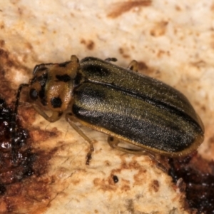 Xanthogaleruca luteola at Melba, ACT - 21 Aug 2024