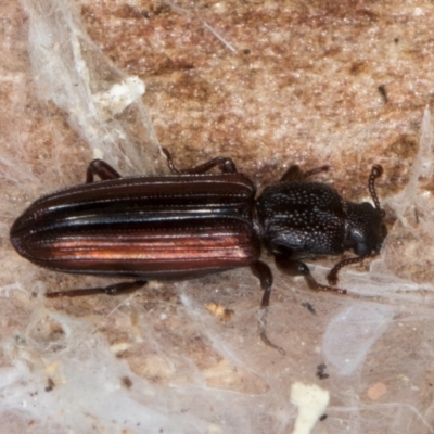 Ascetoderes vittatus (Teredid beetle) at Melba, ACT - 21 Aug 2024 by kasiaaus