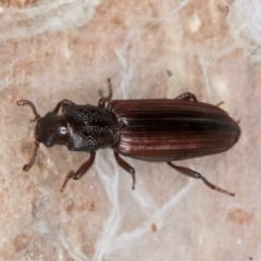 Ascetoderes vittatus at Melba, ACT - 21 Aug 2024 01:57 PM