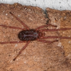 Rainbowia sp. (genus) (A mite) at Melba, ACT - 21 Aug 2024 by kasiaaus