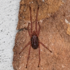 Rainbowia sp. (genus) at Melba, ACT - 21 Aug 2024