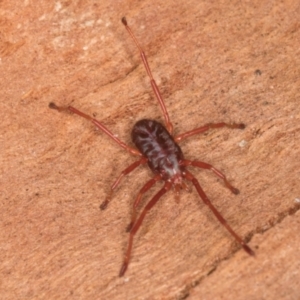 Rainbowia sp. (genus) at Melba, ACT - 21 Aug 2024