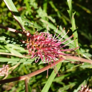 Grevillea aspleniifolia at Tianjara, NSW - 21 Aug 2024 10:51 AM