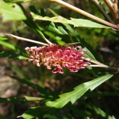 Grevillea aspleniifolia at Tianjara, NSW - 21 Aug 2024 10:51 AM