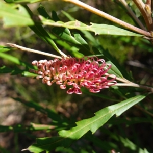Grevillea aspleniifolia at Tianjara, NSW - 21 Aug 2024 10:51 AM
