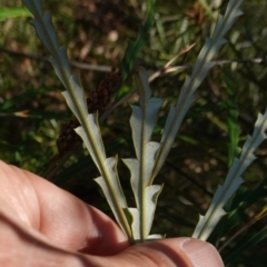 Grevillea aspleniifolia at Tianjara, NSW - 21 Aug 2024