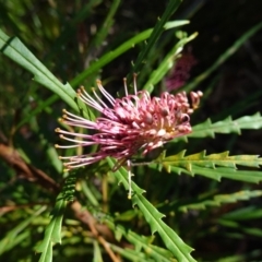 Grevillea aspleniifolia at Tianjara, NSW - 21 Aug 2024 10:51 AM