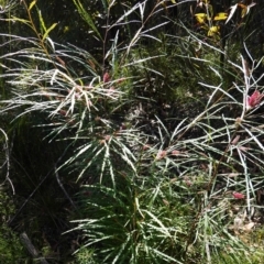 Grevillea aspleniifolia at Tianjara, NSW - 21 Aug 2024