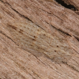 Ledromorpha planirostris at Melba, ACT - 21 Aug 2024