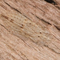 Ledromorpha planirostris at Melba, ACT - 21 Aug 2024