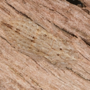 Ledromorpha planirostris at Melba, ACT - 21 Aug 2024