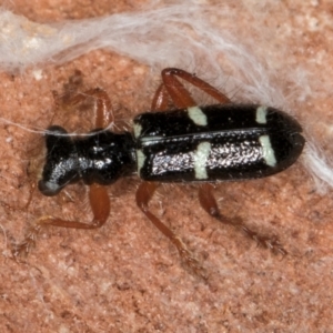 Lemidia nitens at Melba, ACT - 21 Aug 2024