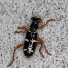 Lemidia nitens at Melba, ACT - 21 Aug 2024