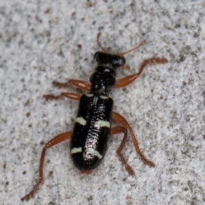 Lemidia nitens at Melba, ACT - 21 Aug 2024