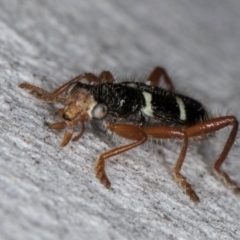 Lemidia nitens at Melba, ACT - 21 Aug 2024 02:10 PM