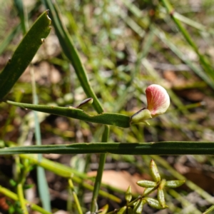 Bossiaea ensata at Tianjara, NSW - 21 Aug 2024