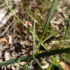 Bossiaea ensata at Tianjara, NSW - 21 Aug 2024