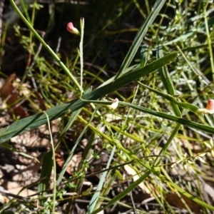 Bossiaea ensata at Tianjara, NSW - 21 Aug 2024